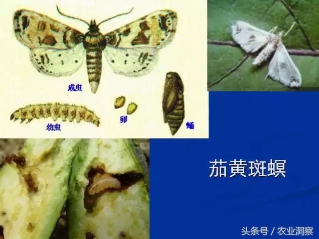 东北大田鳞翅目害虫有哪些,害虫科普小知识