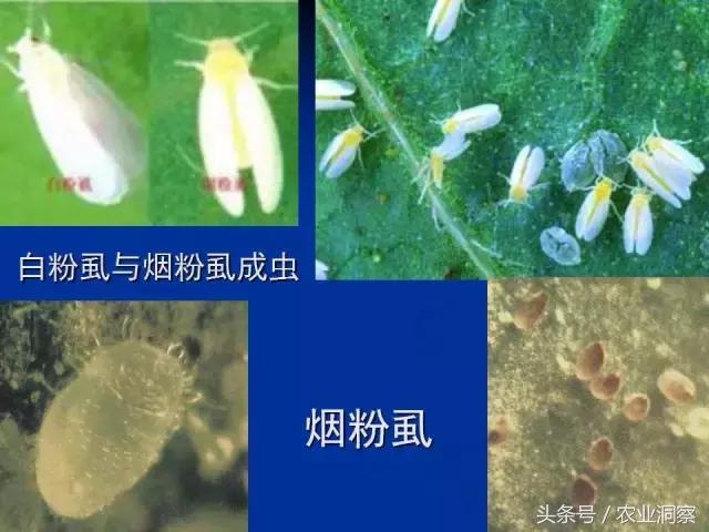 东北大田鳞翅目害虫有哪些,害虫科普小知识