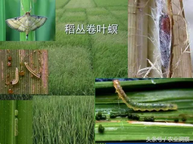 东北大田鳞翅目害虫有哪些,害虫科普小知识