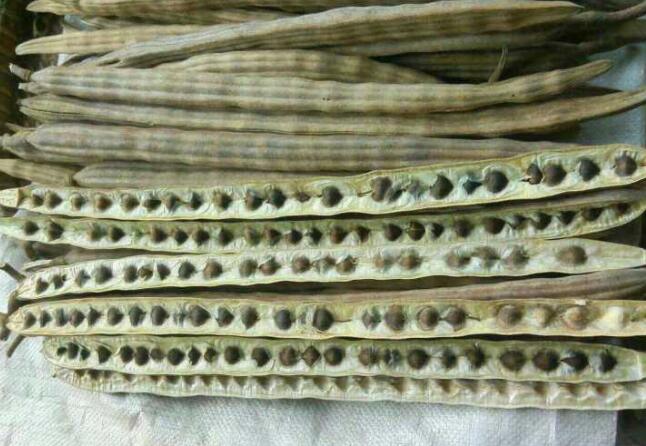 中药解酒千杯不醉配方,喝酒容易醉的药有哪些