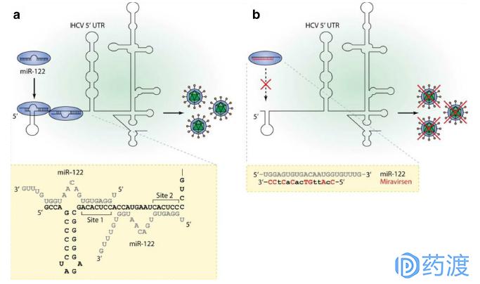 rna药物研发的公司,rna药物和蛋白药物