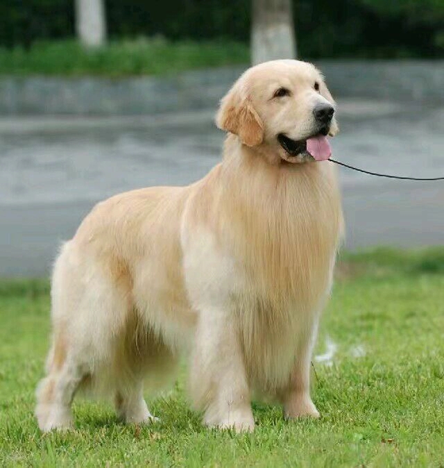 犬种百科之伯恩山犬,金毛寻回犬什么意思