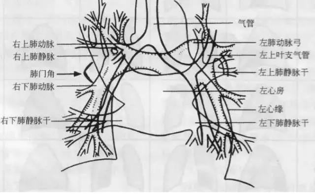 读完该文，让你学会如何看胸片
