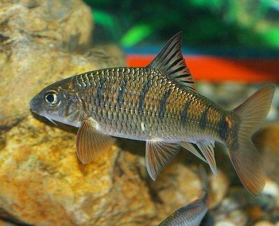 养什么鱼能赚钱又简单,适合懒人养的鱼赚钱