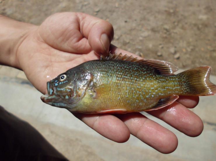 养什么鱼能赚钱又简单,适合懒人养的鱼赚钱