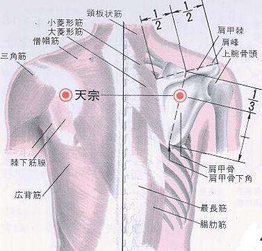 全身解毒最快的穴位,打通全身经脉的穴位