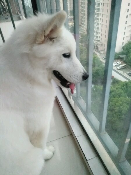 细小萨摩耶,萨摩耶细小怎么治疗最好