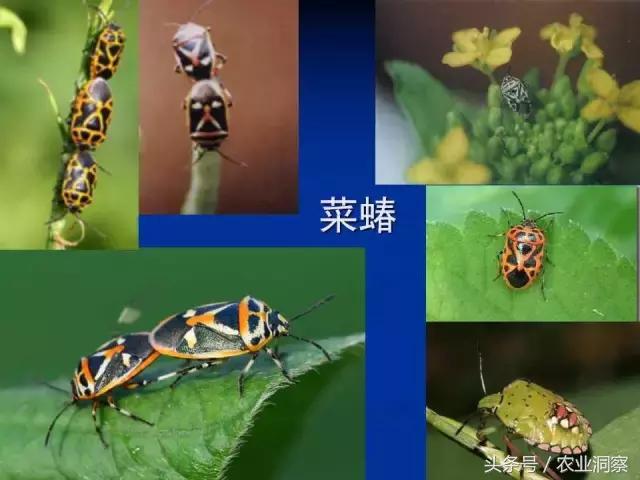 东北大田鳞翅目害虫有哪些,害虫科普小知识
