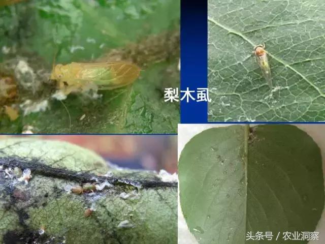 东北大田鳞翅目害虫有哪些,害虫科普小知识