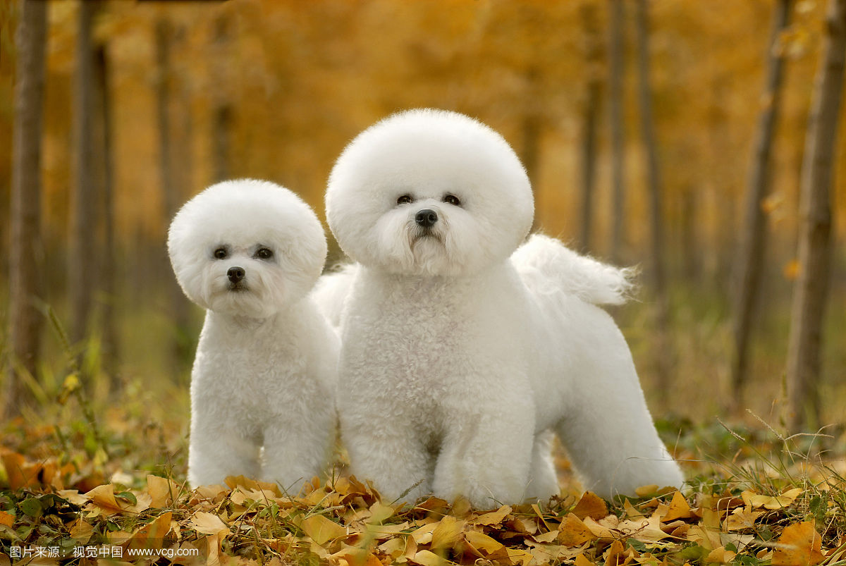 白白的毛茸茸的小狗狗,不得不爱的棉花糖比熊犬