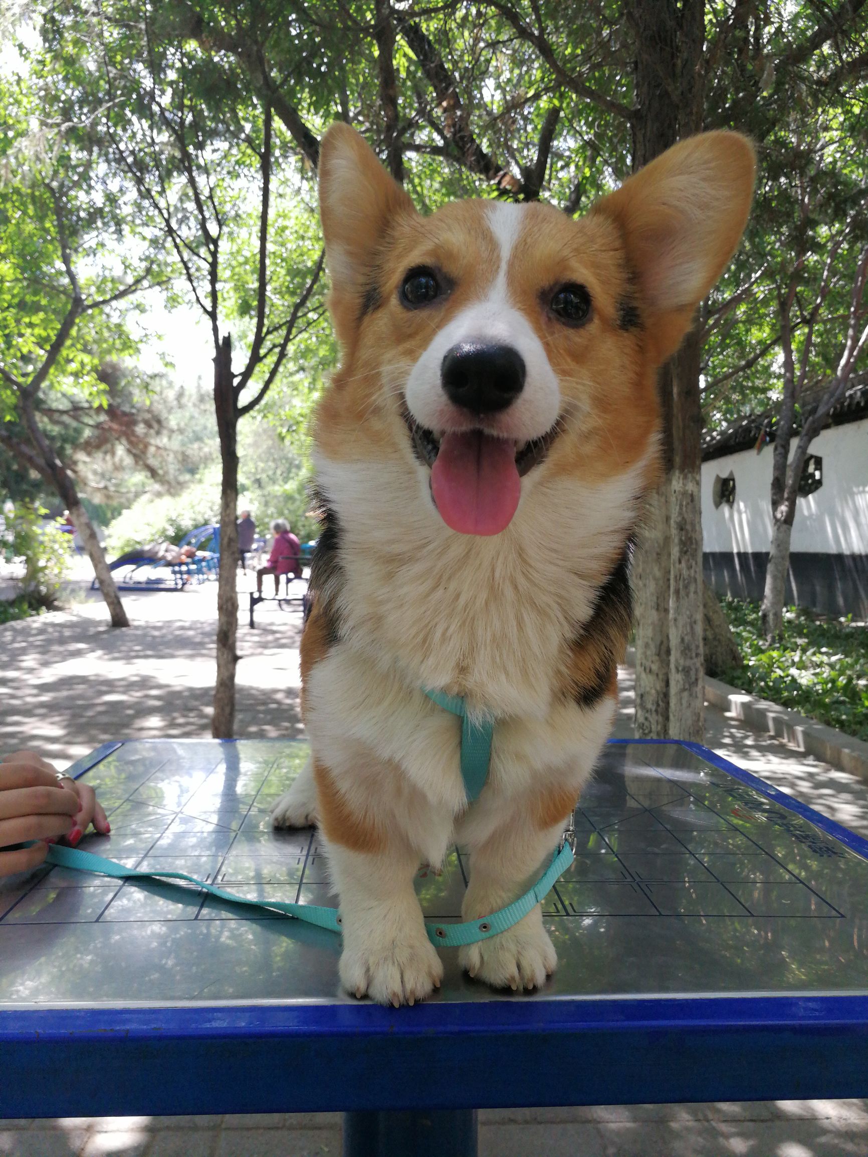 柯基犬怎么样美容养护,柯基犬晚上放哪睡