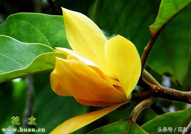 黄桷兰的种植方法和时间,黄桷兰几月种植最好
