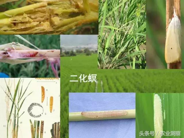 东北大田鳞翅目害虫有哪些,害虫科普小知识