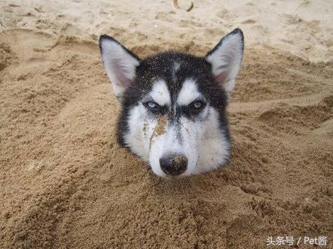 狗狗吃了袜子怎样才能排出来,狗狗把袜子吃到肚子里能消化吗