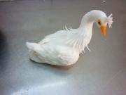 面塑入门自学教程,面塑冰墩墩制作教程