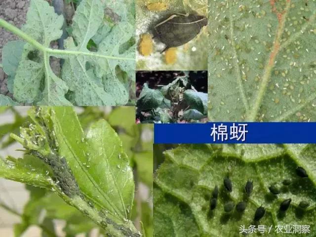 东北大田鳞翅目害虫有哪些,害虫科普小知识