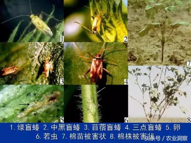 东北大田鳞翅目害虫有哪些,害虫科普小知识