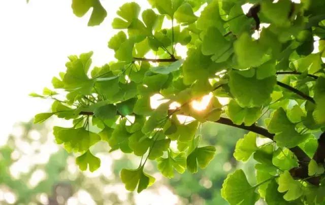 去广元必须去玩的风景,四川广元旅游必去十大景点推荐