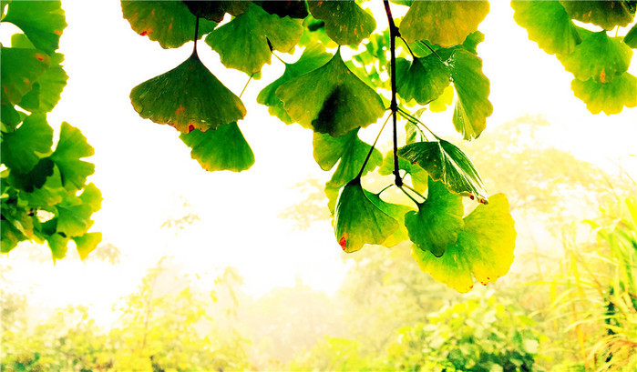 自由行张家界五日游攻略,自由行张家界三日游攻略