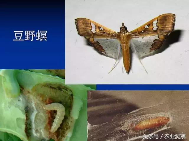 东北大田鳞翅目害虫有哪些,害虫科普小知识