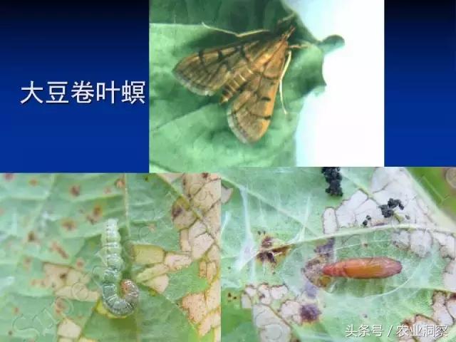 东北大田鳞翅目害虫有哪些,害虫科普小知识