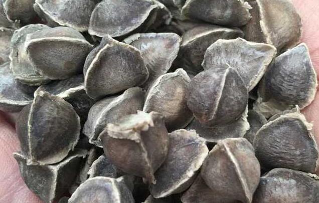 中药解酒千杯不醉配方,喝酒容易醉的药有哪些