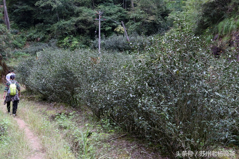 老杨说茶最新视频,老杨说茶岩茶