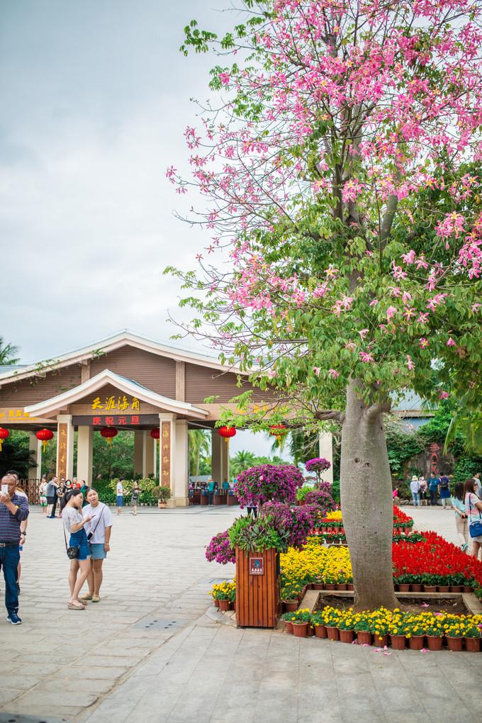 预支一段未来的旅行，带着父母去度假——三亚