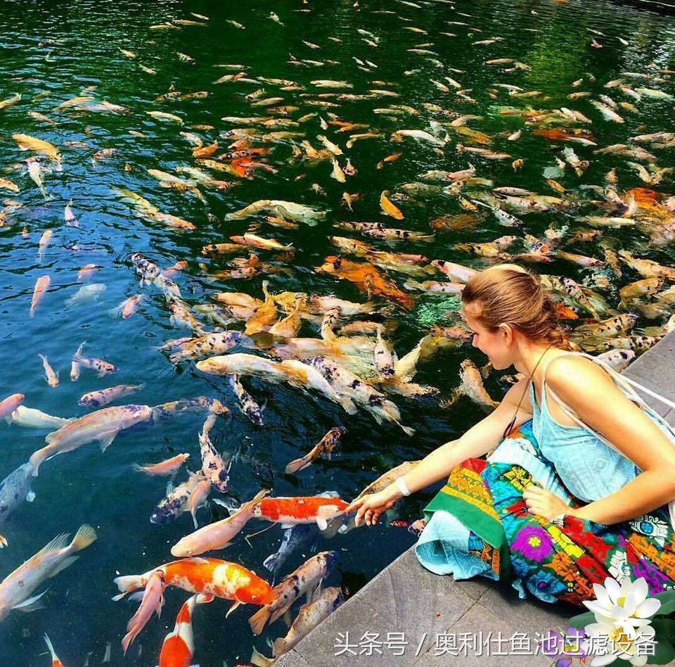 渔夫与美人鱼的故事,美人鱼和小鱼的故事文字