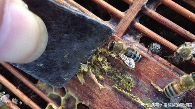 蜂农采集的蜂胶能直接食用吗,蜂胶是蜜蜂怎么采集的