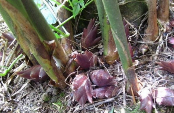 山里这些好吃又难寻的“野味”你认识几种？其中有种像珍珠