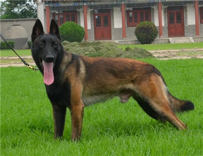 马犬什么时候发情？母马犬发情期的管理方法介绍！