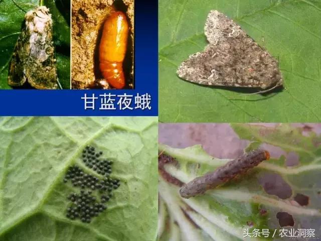东北大田鳞翅目害虫有哪些,害虫科普小知识