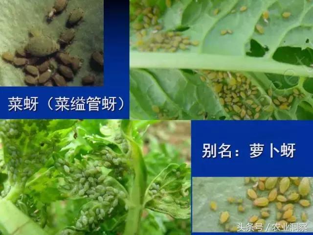 东北大田鳞翅目害虫有哪些,害虫科普小知识