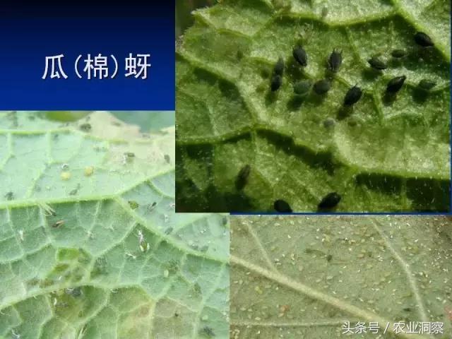 东北大田鳞翅目害虫有哪些,害虫科普小知识