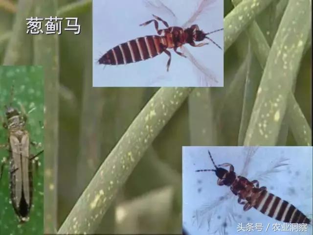 东北大田鳞翅目害虫有哪些,害虫科普小知识