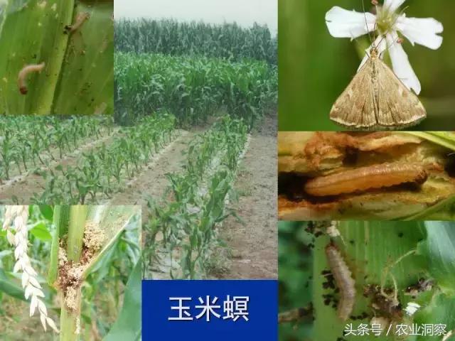 东北大田鳞翅目害虫有哪些,害虫科普小知识
