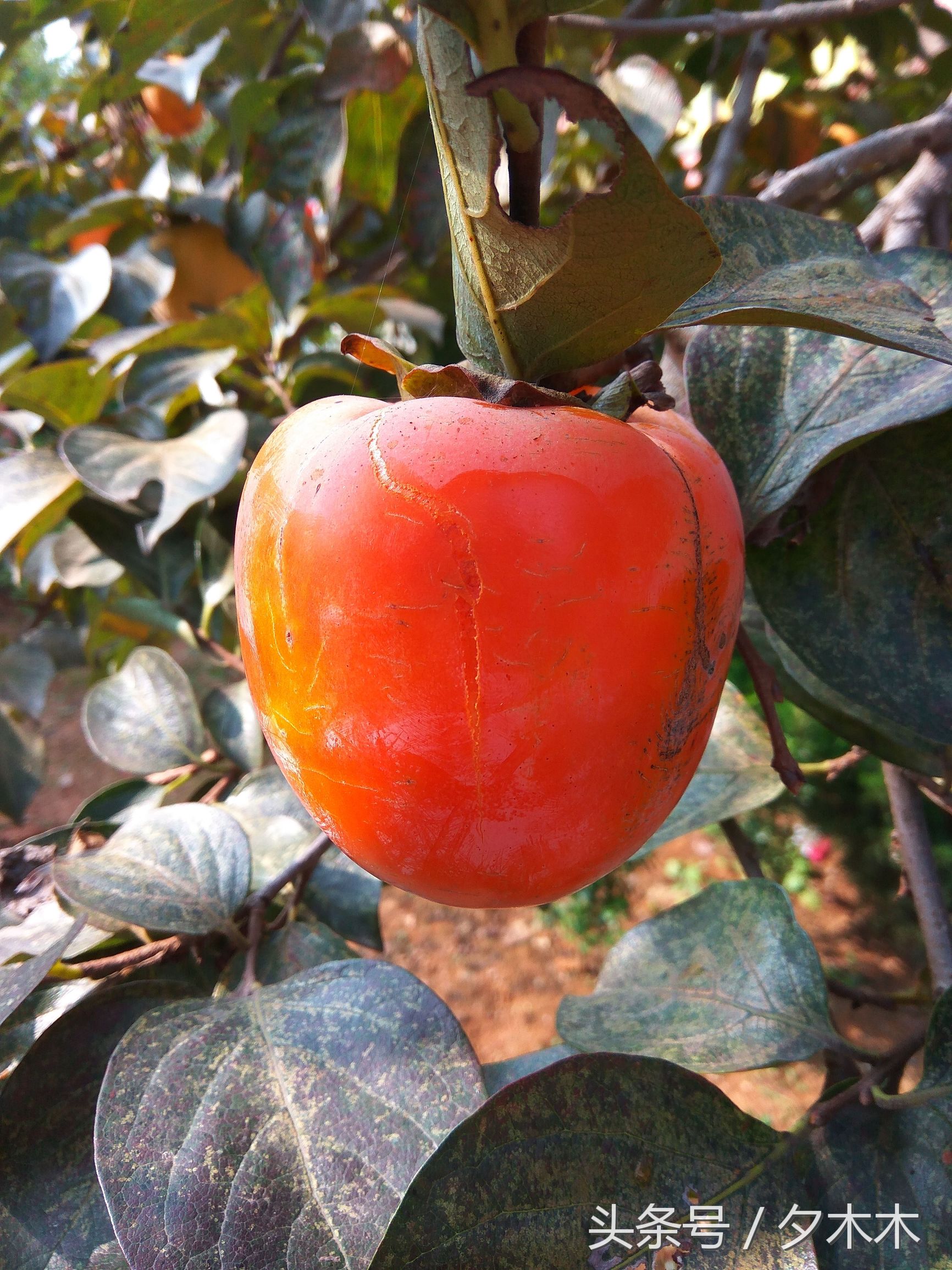 兰陵小学有哪些,兰陵小学开学最新通知