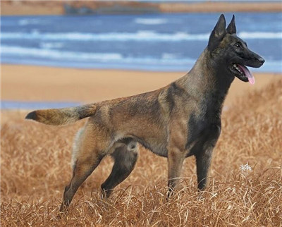 马犬什么时候发情？母马犬发情期的管理方法介绍！