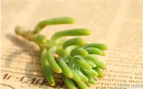 扦插不浇水容易出根,扦插不晾根能活么