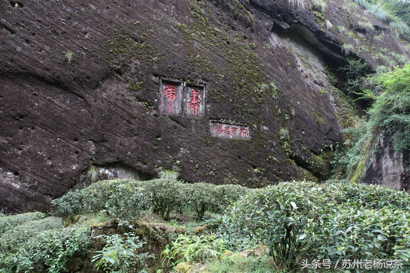 老杨说茶最新视频,老杨说茶岩茶