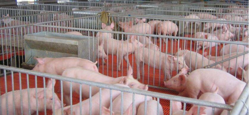 猪流行性感冒（猪流感）用中西兽药防治方案