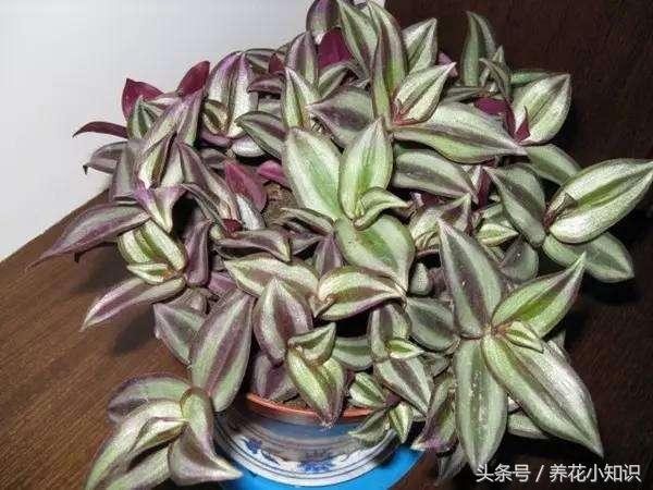 油烟重地一样能够充满绿色，油烟的克星！