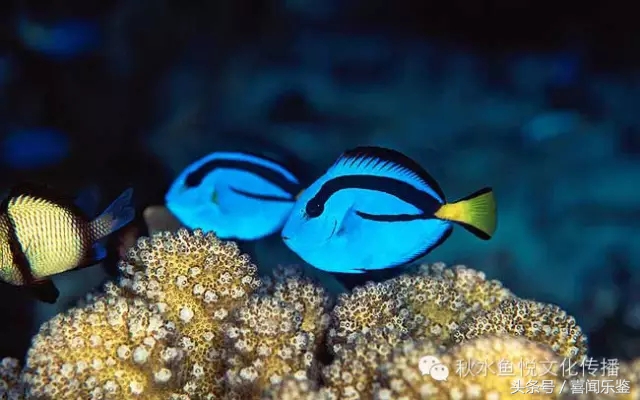 养鱼新手需要知道的一些事情,新手养鱼的10个忠告