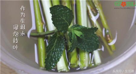 扦插不浇水容易出根,扦插不晾根能活么