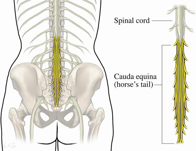 脊椎微讲堂｜腰椎间盘突出：究竟能否治愈？如何治？