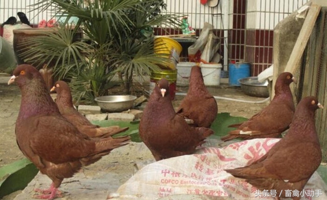 养好鸽子的前景如何,如何养好鸽子的正确方法