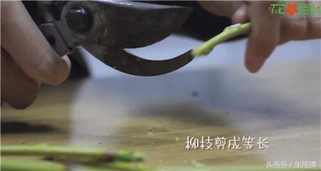 扦插不浇水容易出根,扦插不晾根能活么