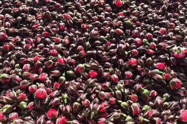 菊花和玫瑰花茶的作用与功效,经期喝玫瑰花茶的功效与作用