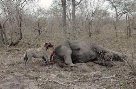 “掏肛”二哥继“平头哥”后又一位扛把子